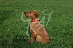 Retriever - Fox Red Labrador