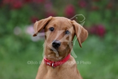 Retriever - Fox Red Labrador