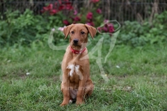 Retriever - Fox Red Labrador