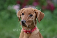 Retriever - Fox Red Labrador