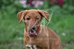 Retriever - Fox Red Labrador