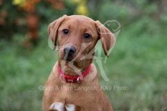 Retriever - Fox Red Labrador