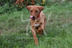 Retriever - Fox Red Labrador