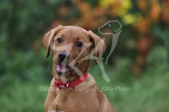 Retriever - Fox Red Labrador