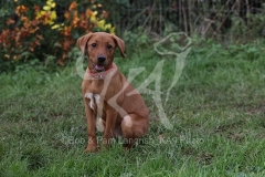 Retriever - Fox Red Labrador