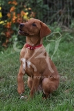 Retriever - Fox Red Labrador