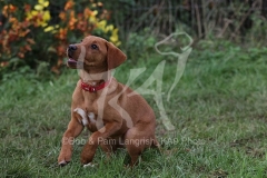 Retriever - Fox Red Labrador