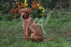 Retriever - Fox Red Labrador