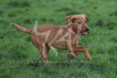 Retriever - Fox Red Labrador