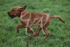 Retriever - Fox Red Labrador