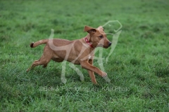 Retriever - Fox Red Labrador