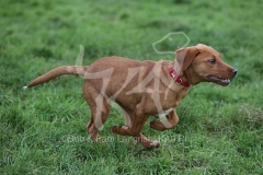 Retriever - Fox Red Labrador