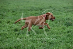 Retriever - Fox Red Labrador