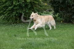 Retriever - Golden