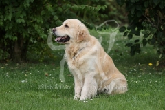 Retriever - Golden