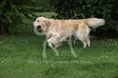 Retriever - Golden