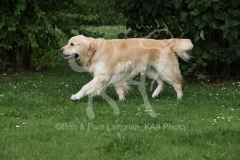 Retriever - Golden