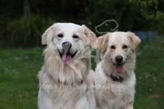 Retriever - Golden