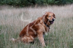 Retriever - Golden