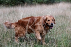 Retriever - Golden