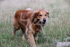 Retriever - Golden