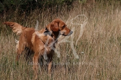 Retriever - Golden