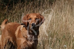 Retriever - Golden