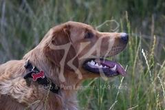 Retriever - Golden