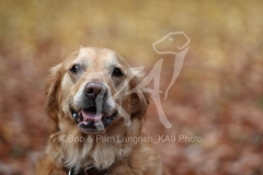 Retriever - Golden