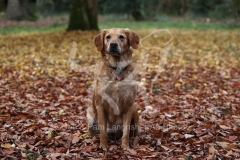 Retriever - Golden