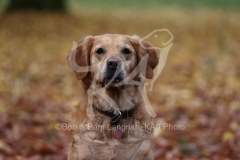 Retriever - Golden