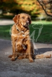 Retriever - Golden