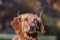 Retriever - Golden