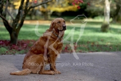 Retriever - Golden