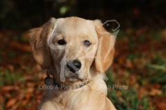 Retriever - Golden