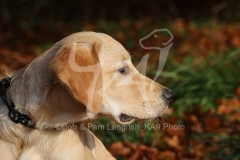 Retriever - Golden