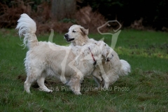 Retriever - Golden