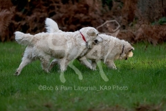 Retriever - Golden