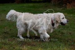 Retriever - Golden