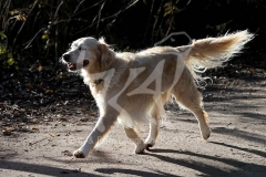 Retriever - Golden