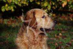 Retriever - Golden