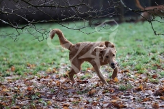 Retriever - Golden