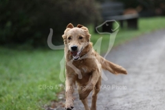 Retriever - Golden