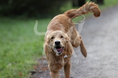 Retriever - Golden