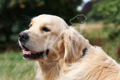 Retriever - Golden