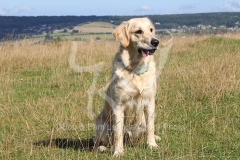 Retriever - Golden