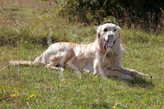 Retriever - Golden