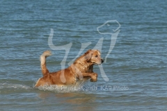 Retriever - Golden