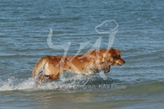 Retriever - Golden