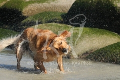 Retriever - Golden